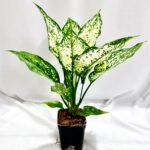 Aglaonema Snow White