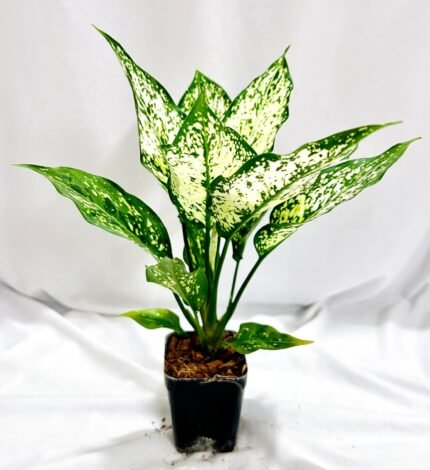 Aglaonema Snow White