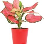 Aglonema Pink