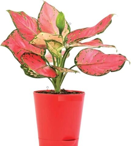 Aglonema Pink