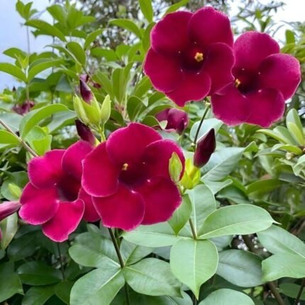 Allamanda
