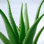 Aloevera