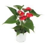 Anthurium White