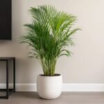 Indoor Areca Palm Air Purifier