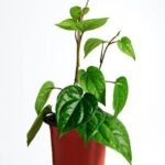 Betel Leaf