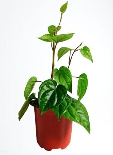 Betel Leaf