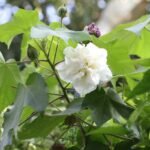 Bettadavare Flower Plant