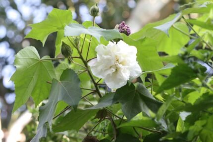 Bettadavare Flower Plant