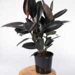 Black Rubber