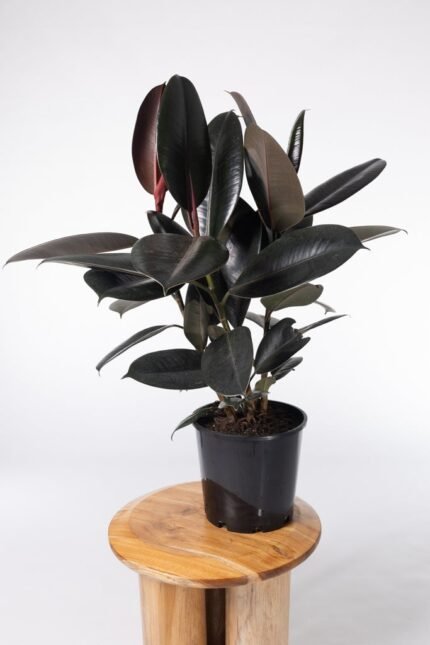 Black Rubber