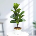 Fiddle Leaf Fig