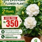 Gardenia Flower Plant