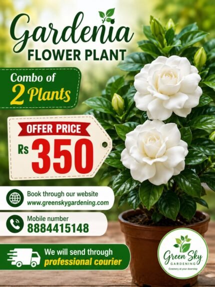 Gardenia Flower Plant