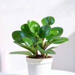 Green Peperomia