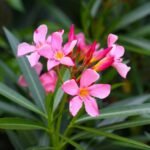 Ganugale Flower