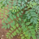 Indigo Plant