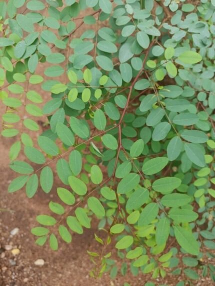 Indigo Plant