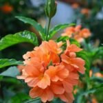 Red Kakada