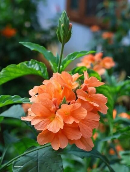 Red Kakada
