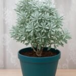 Lavender  plant