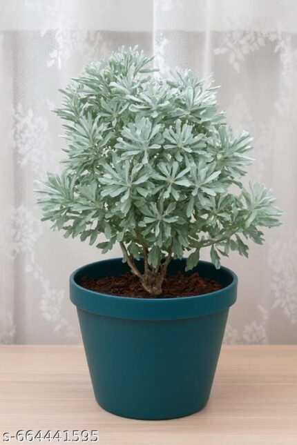 Lavender  plant