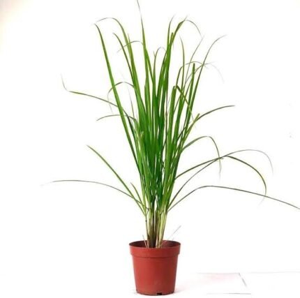 Lemon Grass