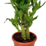 Lotus Bamboo Plant