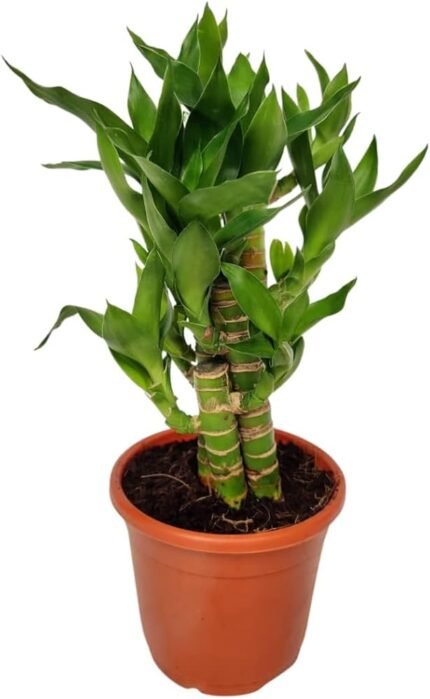 Lotus Bamboo Plant