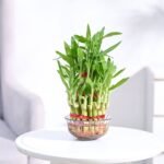 Lucky Bamboo