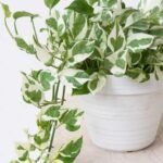 Marble Queen Pothos Money Plant