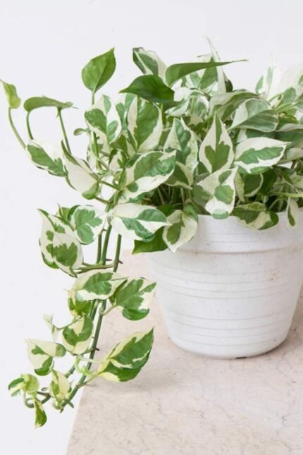 Marble Queen Pothos Money Plant