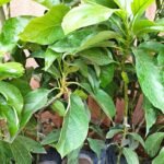Maxican Hass Avocado