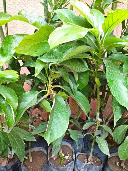Maxican Hass Avocado