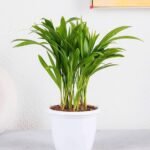 Mini Areca Palm Indoor