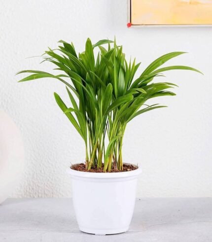 Mini Areca Palm Indoor