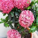 Mini Ixora Pink