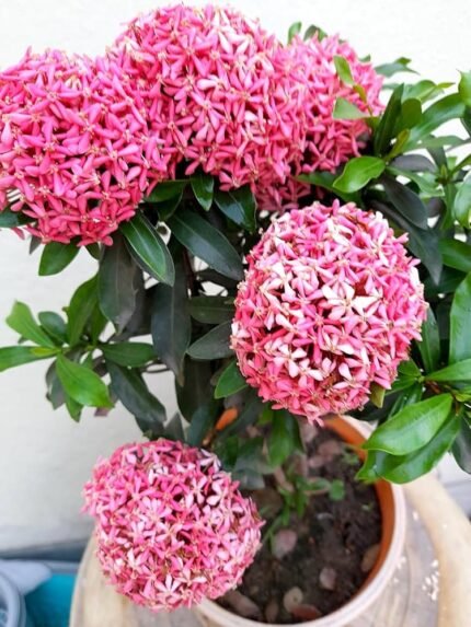 Mini Ixora Pink