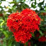 Mini Ixora Red