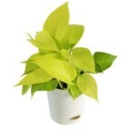 Money Plant Gold