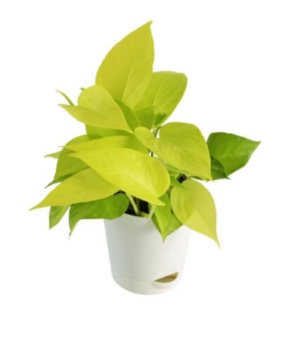 Money Plant Gold