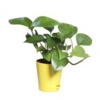 Money Plant Green