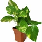 Money Plant Green with Yellow