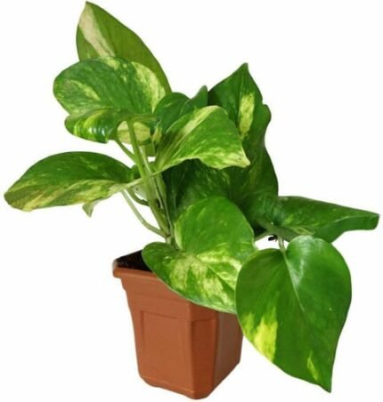 Money Plant Green with Yellow