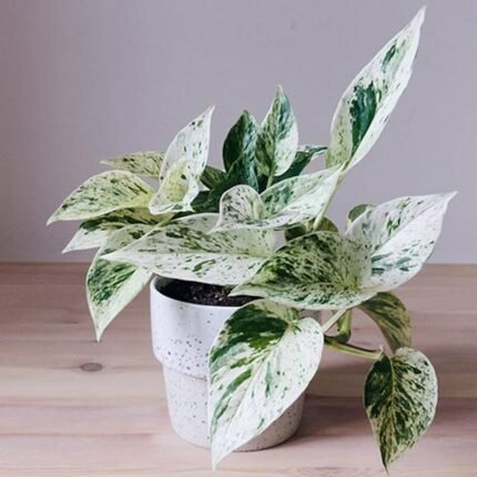 Money Plant Marble