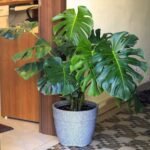 Monstera Deliciosa