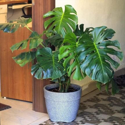 Monstera Deliciosa