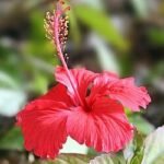 Nati Hibiscus Red