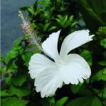 Nati Hibiscus White