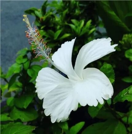 Nati Hibiscus White