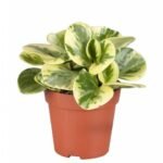 PEPEROMIA Varigant